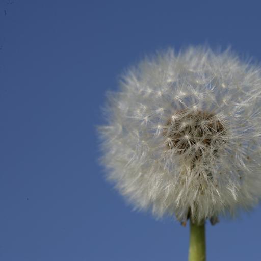 Avatar von Pusteblume